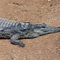 Nile Crocodile Found Wandering Around California Shopping Center