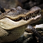 Nile Crocodiles Sometimes Eat Fruit, Legumes, Nuts and Grains