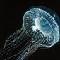 Nobel for Chemical Jellyfish Lights