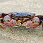 Noise Pollution Makes Crabs Go on Hunger Strike