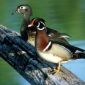 North American Birds Vulnerable to Bird Flu