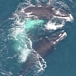 North Atlantic Right Whales' Love Nest Discovered by NOAA Researchers
