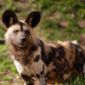North Cameroon without African Wild Dogs or Cheetahs