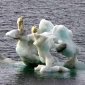 North Pole Iceless by the End of the Summer, Scientist Say