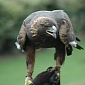 North Yorkshire, the Place Where Birds of Prey Meet Their Death