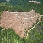 Norway, Britain and the US Pledge $280M (€207M) to Curb Deforestation