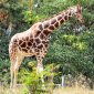 Not One, but Six Giraffe Species!