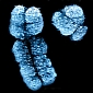 Novel Understanding of X Chromosome Activation Revealed