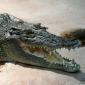 Nuclear Plant Saves Endangered Crocodiles