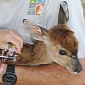 Nyala Calf Born at Zoo Miami Looks Utterly Adorable