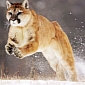 OS X 10.8.5 Mountain Lion Build 12F13 Released for Testing