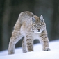 OS X 10.9 Will Be Called LYNX – Report
