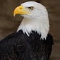 Obama Administration Makes It OK for Wind Farms to Injure, Kill Eagles