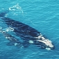 Obama Administration Orders Ships to Slow Down to Protect Whales