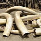 Obama Administration Readies to Crush 6 Tons of Ivory