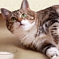 Obese Cats Eat Nothing for a Month, Manage to Survive