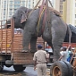 Obese Elephant Is Rescued by Conservationists in India