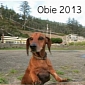 Obie the Obese Dachshund Has Lost 50 Lbs (22.67 Kg), Is Now Healthy and Happy