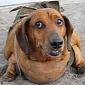 Obie, the Obese Dachshund, Will Not Return to Its Owners
