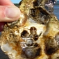Ocean Acidification Leads to Oyster Population Collapse