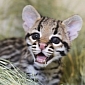 Ocelot Kitten Is Born at Cameron Park Zoo in Texas