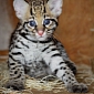 Ocelot Kitten Makes Public Debut at Dallas Zoo
