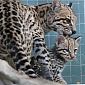 Ocelot Kitten Readies to Make Its Public Debut at Zoo Berlin