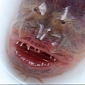 Odd Purple Eel Found in China Dubbed “Alien” Chestburster