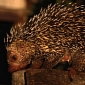 Odd-Looking Porcupine Tastes Awful, Is Still Hunted for Its Meat