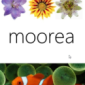 Office 15 Moorea Makes New Appearance in Build 15.0.2703.1000