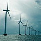 Offshore Wind Farms Harm Marine Mammals, Scientists Explain How and Why
