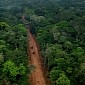 Oil Company Carves Access Road in Ecuador's Yasuni National Park