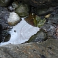 Oil Pockets from the 1989 Exxon Valdez Oil Spill Found Along Alaska's Coast
