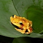 Oil Roads in the Amazon Found to Harm Plant-Dwelling Frogs