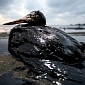 Oil Spills in River, Company Responsible for the Incident “Forgets” to Clean Up