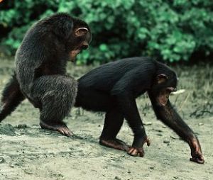 Chimpanzee Sex - Woman Having Sex With A Chimp - Nude Gallery