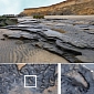 Oldest European Footprint Found in the UK