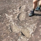 Oldest Footprints Are 345,000 Years Old