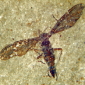 Oldest Fossilized Insect Discovered in Massachusetts