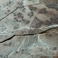 Oldest Fossilized Tracks Discovered