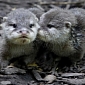 Olympic Swimmers Lend Their Names to Baby Otters