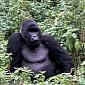 Ongoing War, Oil Company Threaten Rare Mountain Gorillas in Congo