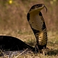 Once Feared King Cobra Now Faces Extinction