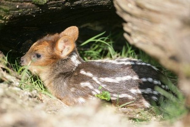 baby pudu deer