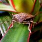 One Step Closer to the First Stink Bug Repellent
