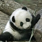 One-Week-Old Baby Panda Dies of Pneumonia