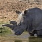 One of the World's Six Remaining Northern White Rhinos Dies at Zoo in the US
