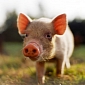 Operation Danish Bacon: Military Forces Shoot Animals, Torture Them for Hours