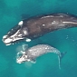 Opposition Against Seismic Airgun Use on the US East Coast Is Mounting