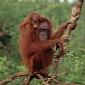 Orangutan Is Beaten to Death by Villagers in Indonesia